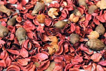 Dry rose petals on a white background. Distributed dry petals.