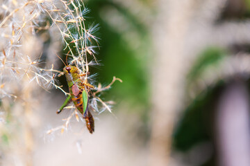 晩秋のススキにイナゴ