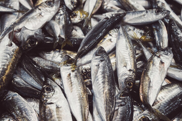 Fototapeta premium haddock type fish waiting for sale in the market