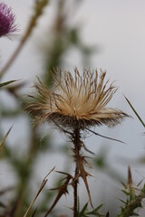 flower thistle pink buds fluff bur meadow