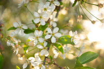 Plum tree is blooming