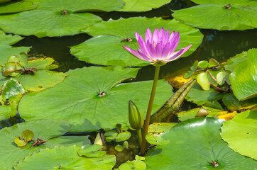 Close up pink color fresh lotus blossom or water lily flower blooming on pond background