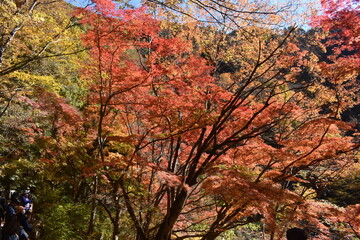 紅葉