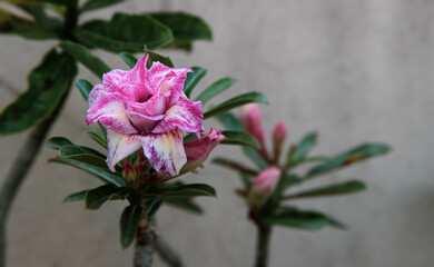 Close up beautiful Adenium Obesum or desert rose flower as the tropical flower is Blooming, pink and white color. multi petal