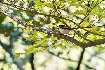 long tailed tit in the forest