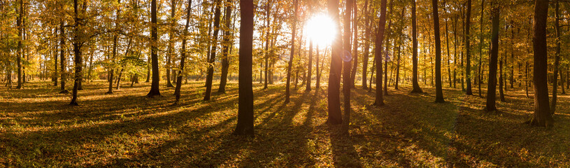 Panorama of sunrise in the yellow autumn forest. Long shadows from the trees and the glow of the sun in the camera lens.