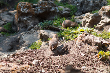 Prairie dogs are native to North America.