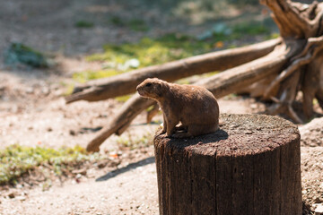 Prairie dogs are native to North America.