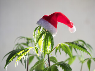 santa hat on hemp plant. christmas cannabis holiday. marijuana new year