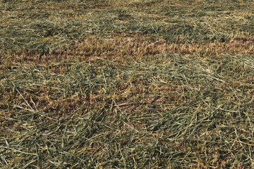 Field of mown grass. The texture of the mown grass, background for post, screensaver, wallpaper, postcard, poster, banner, cover, header for website. High quality photo