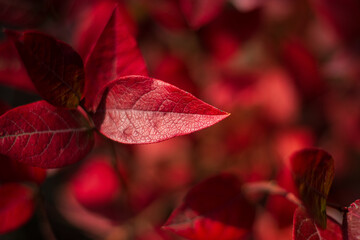 the intense red of the leaves of blueberries in autumn