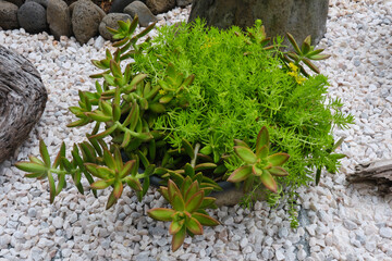 succulent plant on the ground