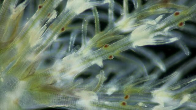 Polychaeta worm, family Sabellidae under a microscope. Video shows Radiole tentacles with many cilia that catch food, as well as gills.