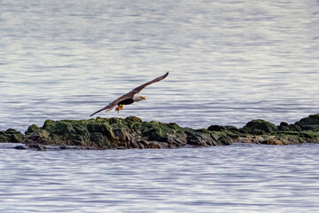 Bald Eagle Landing on a rock