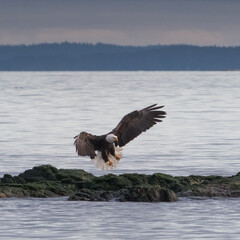 american bald eagle landing
