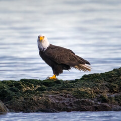 american bald eagle on a rock