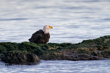 Bald Eagle on the rock