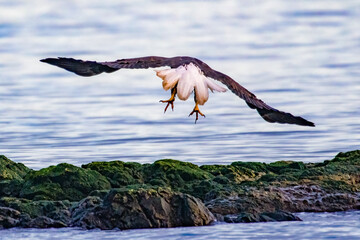 Bald Eagle Flying Away