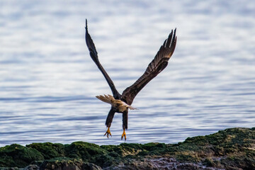 Bald Eagle Taking Off