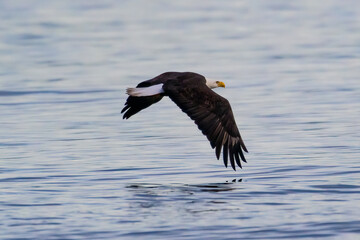 Bald Eagle in flight