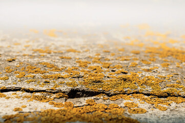 Postarzane podświetlane naturalne tło ściany muru z teksturą pęknięć z żółto, pomarańczowych nalocie glonów.  © Janusz
