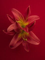 Two heads of lily flower on red background