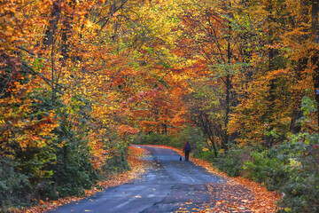 unusual autumn landscape with asphalt road