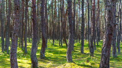 Obraz premium Fabulous dancing forest on green moss illuminated by rays of sunlight on the Curonian Spit, Kaliningrad region, Russia. Trunks of pine trees covered with moss in the forest or woods near of Baltic Sea