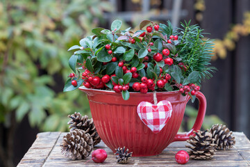 Scheinbeere im Porzellan-Topf als Winter-Gartendekoration