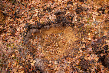 old non-deep pit from explosion of bombs or min, filled with water and leaves in autumn forest, on old abandoned polygon.