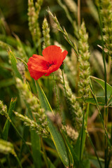 Close up of a red blooming poppyseed flower in a green wheat field
