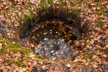 old non-deep pit from explosion of bombs or min, filled with water and leaves in autumn forest, on old abandoned polygon.