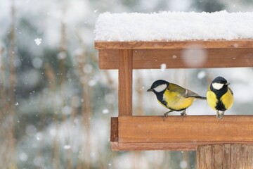 Beautiful winter scenery with great tits  sitting in the bird house within a heavy snowfall (Parus major) - obrazy, fototapety, plakaty