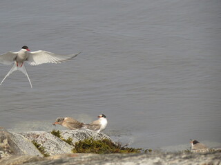 seagull on the beach