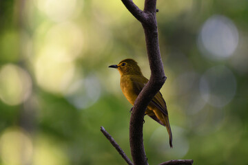 Yellow-browed bulbul