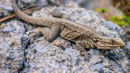 lizard on the rock