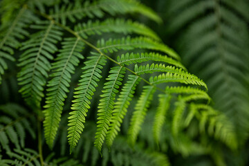 Close up of common lady fern (Athyrium filix-femina, also known as common forest fern). Abstract natural pattern, useful as a green background for themes related to nature and sustainability.