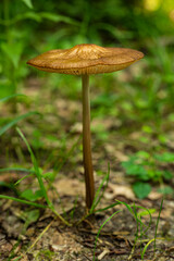 Beautiful close up of a long stemmed forest mushroom with brown cap (probably from the Conocybe genus) and with green grass in background, Teutoburg Forest, Germany