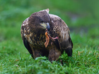 White-tailed eagle (haliaeetus albicilla)