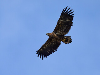 White-tailed eagle (haliaeetus albicilla)