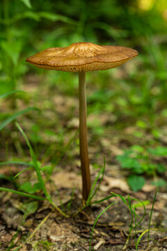 Beautiful close up of a long stemmed forest mushroom with brown cap (probably from the Conocybe genus) and with green grass in background, Teutoburg Forest, Germany