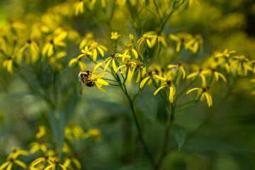 Close up of a bumblebee on a bunch of yellow blooming forest flowers
