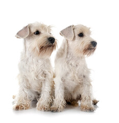 miniature white schnauzers in studio