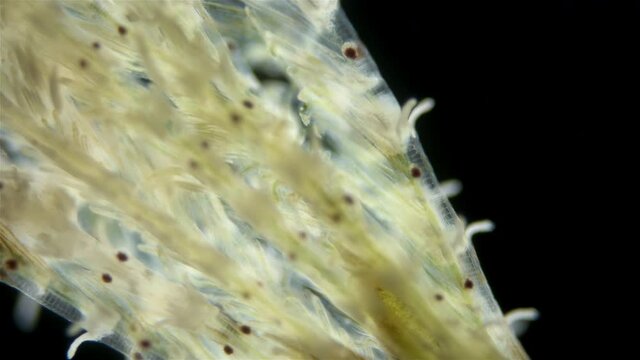 Polychaeta worm, family Sabellidae under a microscope. Video shows Radiole tentacles with many cilia that catch food, as well as gills.