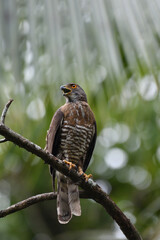 red tailed hawk