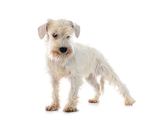 miniature white schnauzer in studio
