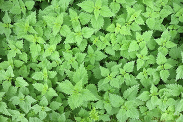 Fototapeta premium The green leaves of Nettles as seen from above 