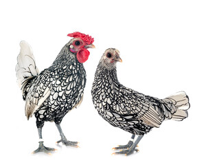 Sebright chicken in studio