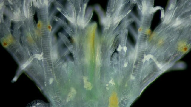 Polychaeta worm, family Sabellidae under a microscope. Video shows Radiole tentacles with many cilia that catch food, as well as gills.