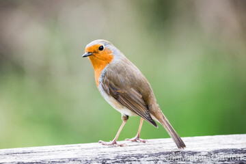 robin on a fence